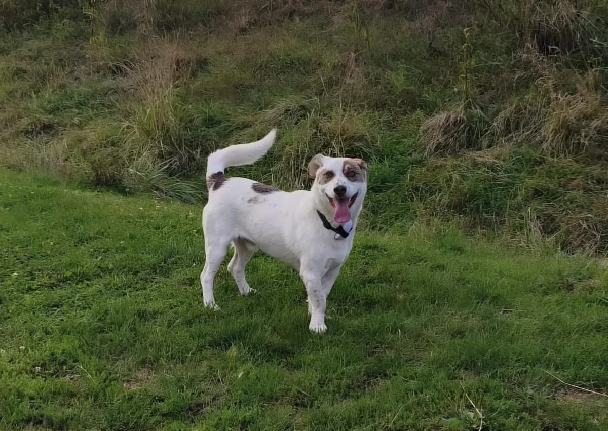 Bentley, male young mixed breed for adoption at Stichting Animal Care Projects