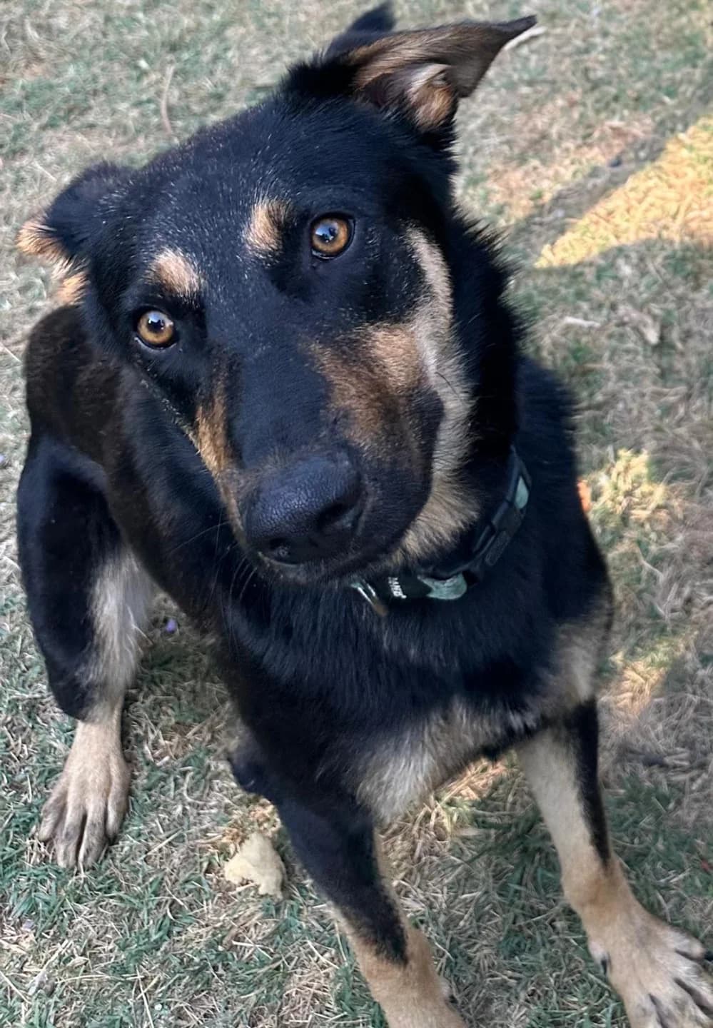 Blacky01, male young mixed breed for adoption at Stichting Animal Care Projects