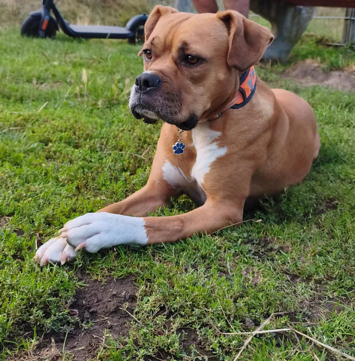 Mari, female young mixed breed for adoption at Stichting Animal Care Projects
