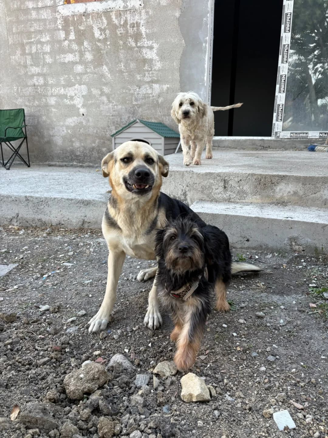 Mathilda, female young mixed breed for adoption at Stichting Animal Care Projects