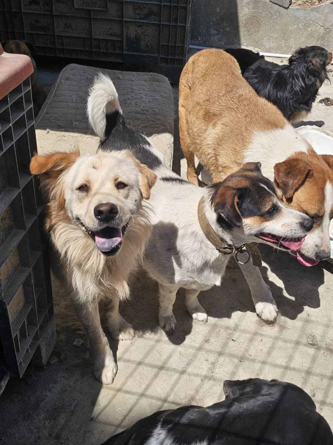 Momy, female young Golden Retriever for adoption at Stichting Animal Care Projects
