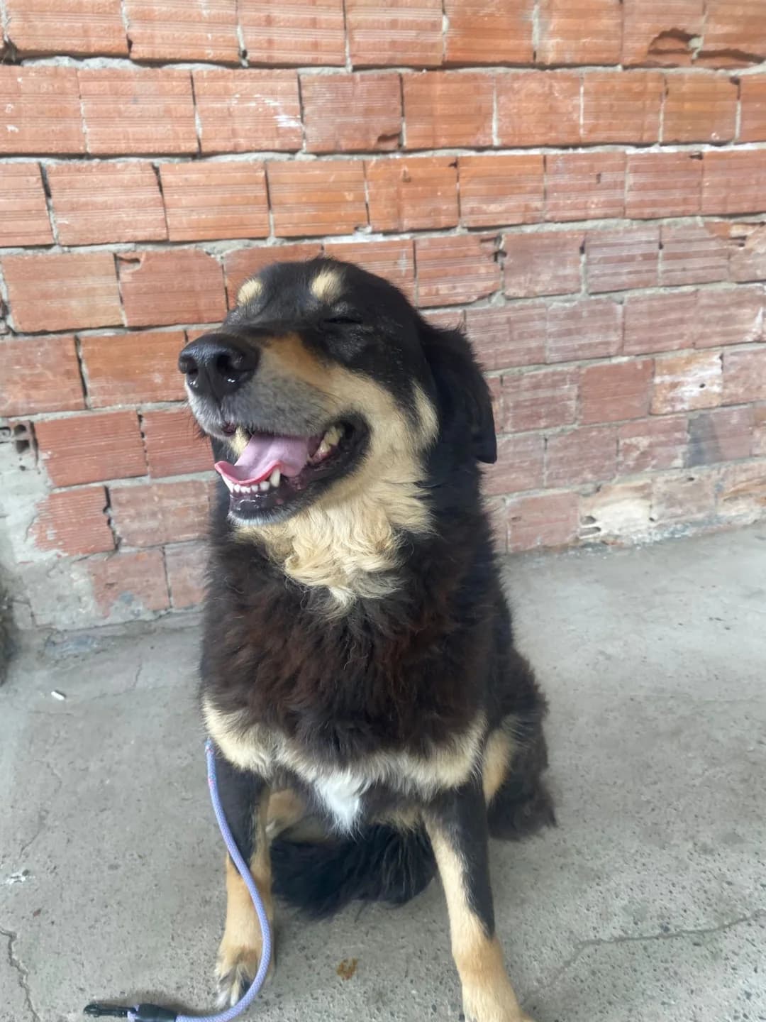 Orbit, male 5yo mixed breed for adoption at Stichting Animal Care Projects