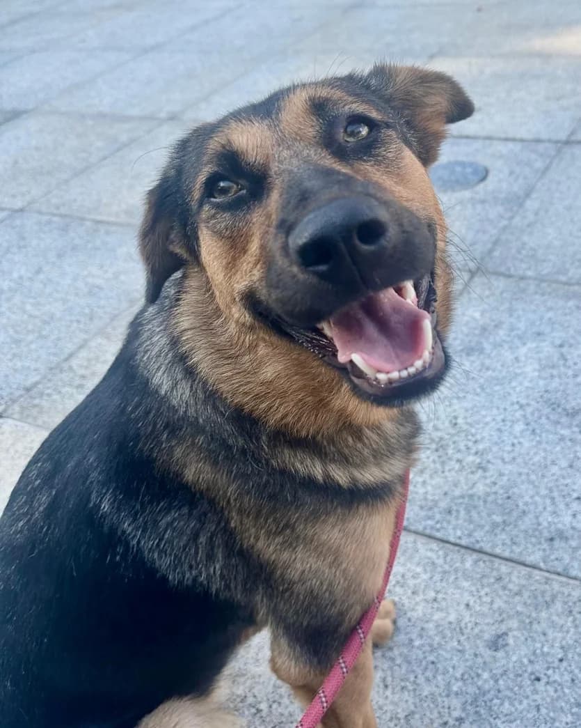 Princess, female young mixed breed for adoption at Stichting Animal Care Projects