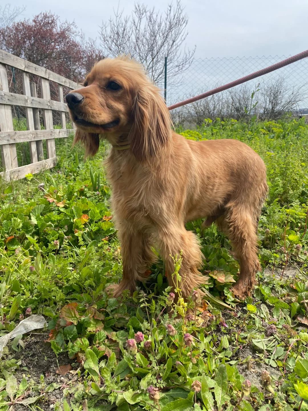 Zeus en Athena, male puppy Cocker Spaniel for adoption at Stichting Animal Care Projects
