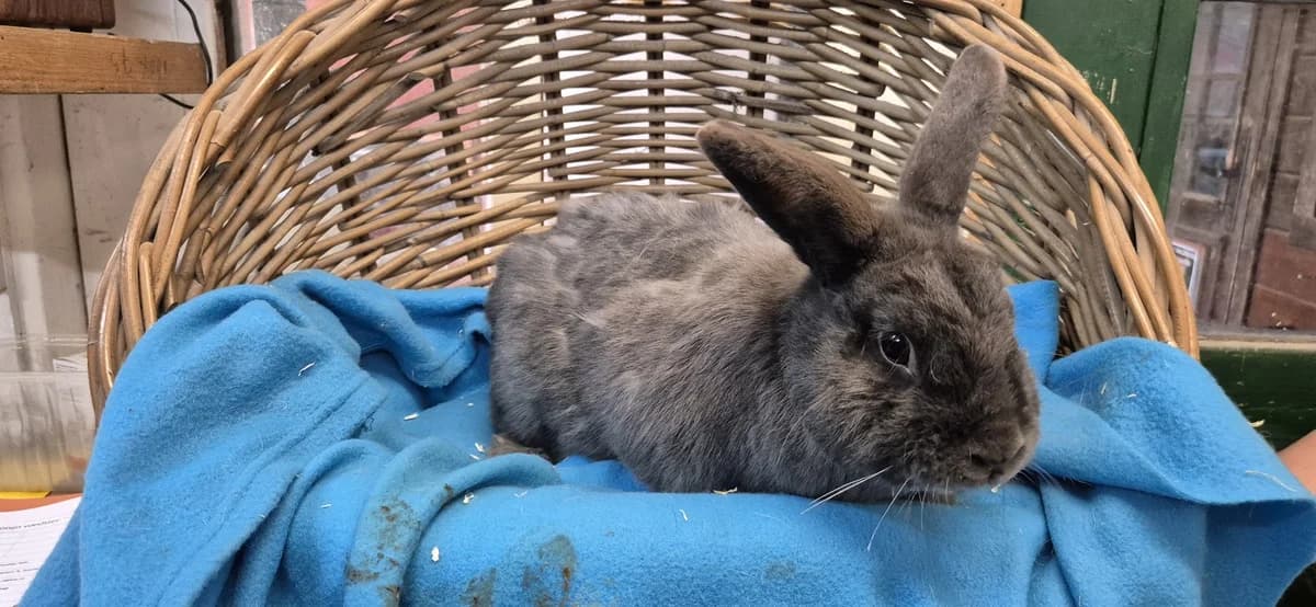Charlie, male young Mixed Breed for adoption at Stichting Animal Home