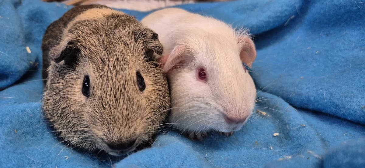 Rakker & Rufus, male puppy Mixed Breed for adoption at Stichting Animal Home