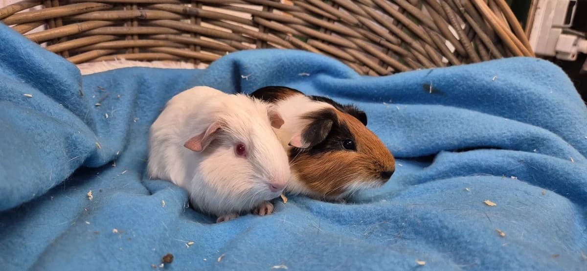 Rani & Radna, male puppy Mixed Breed for adoption at Stichting Animal Home