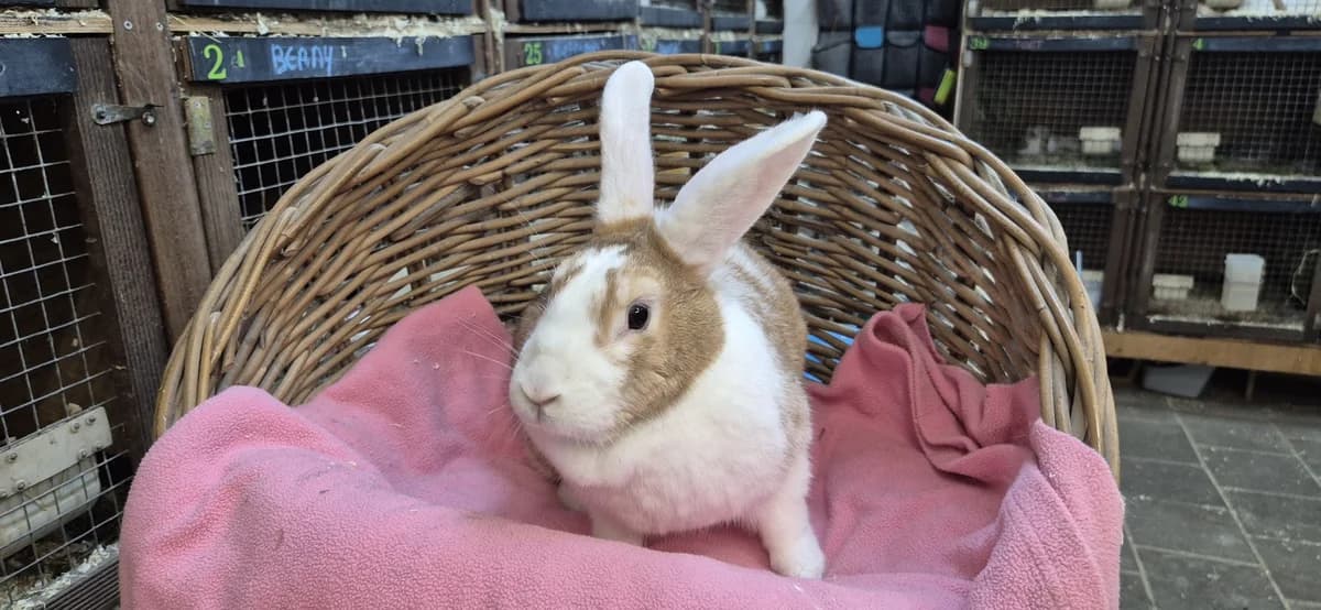 Miffy, female young Mixed Breed for adoption at Stichting Animal Home
