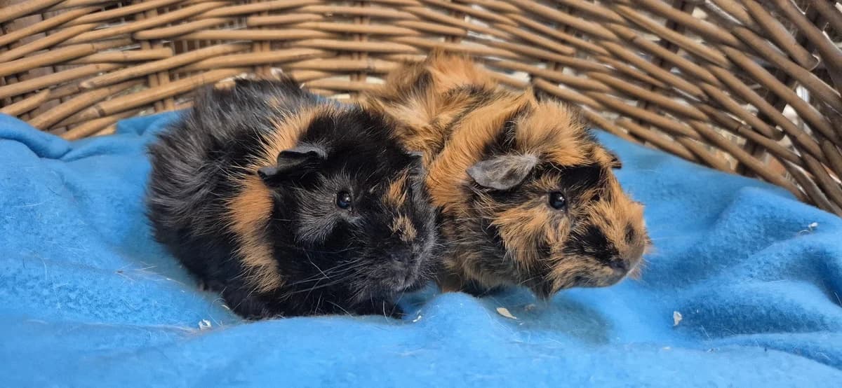 Mars & Muffin, male puppy Mixed Breed for adoption at Stichting Animal Home