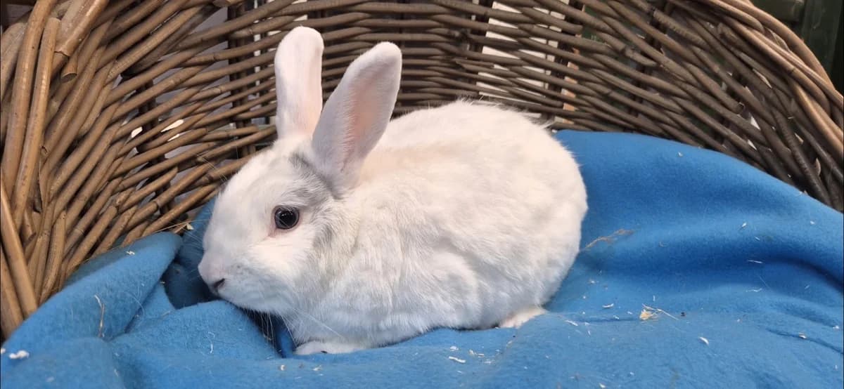 Witje, male young Mixed Breed for adoption at Stichting Animal Home