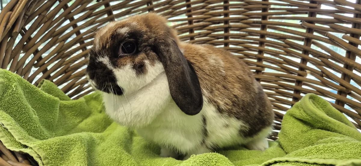 Fleurie, female young Mixed Breed for adoption at Stichting Animal Home