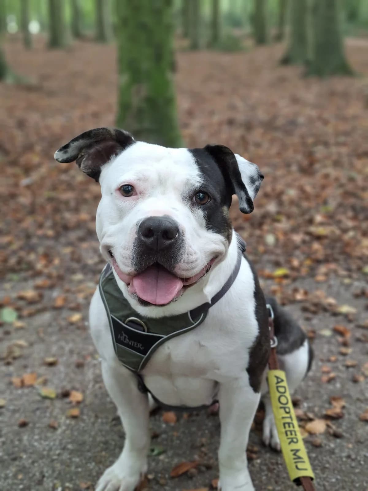 Misty, 4yo Mixed Breed for adoption at Dierenasiel 't Julialaantje, Rijswijk