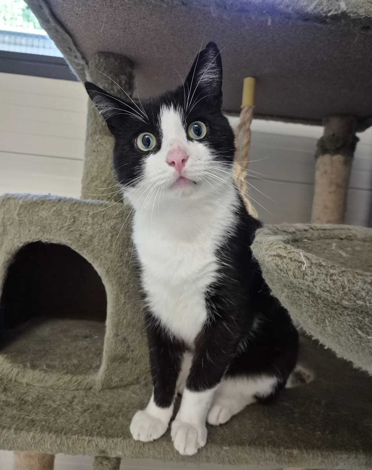 Eddie, zwart 5yo Mixed Breed for adoption at Dierenasiel 't Julialaantje, Rijswijk