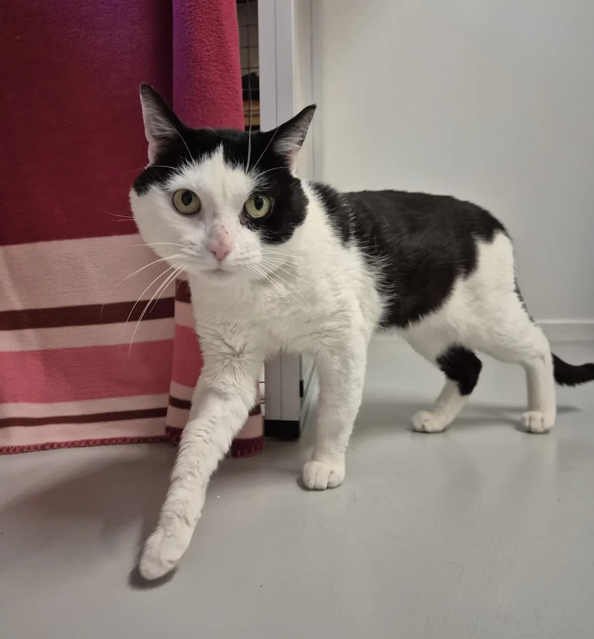 Ivo, 5yo Mixed Breed for adoption at Dierenasiel 't Julialaantje, Rijswijk