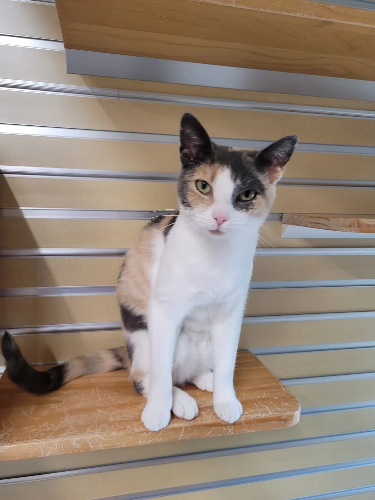 Snoes, young Mixed Breed for adoption at Dierenasiel 't Julialaantje, Rijswijk