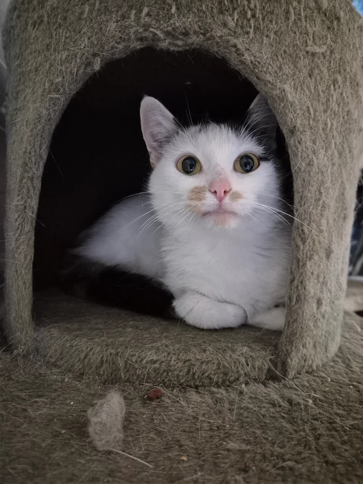 Vivian, 5yo Mixed Breed for adoption at Dierenasiel 't Julialaantje, Rijswijk