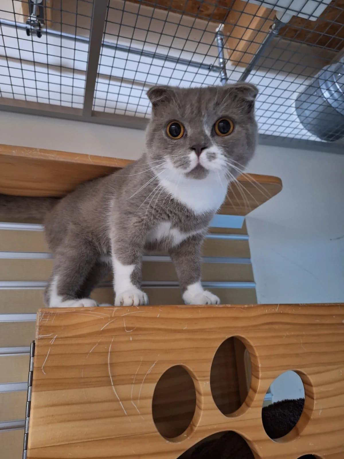 Collin, young Mixed Breed for adoption at Dierenasiel 't Julialaantje, Rijswijk