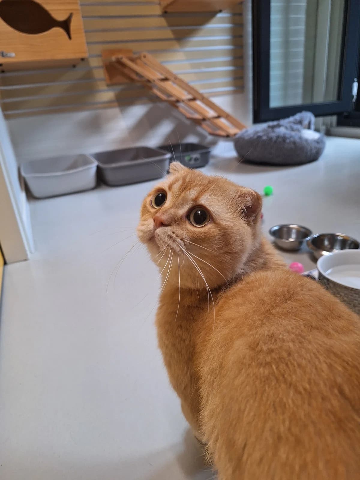 Misha, young Mixed Breed for adoption at Dierenasiel 't Julialaantje, Rijswijk