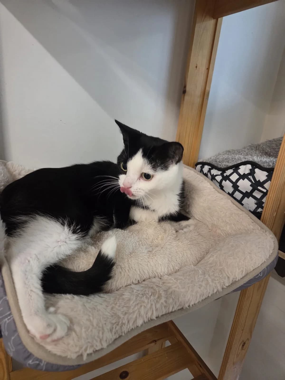 Livia, 5yo Mixed Breed for adoption at Dierenasiel 't Julialaantje, Rijswijk