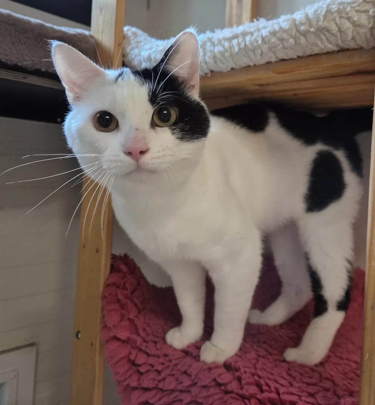 Milky, 3yo Mixed Breed for adoption at Dierenasiel 't Julialaantje, Rijswijk