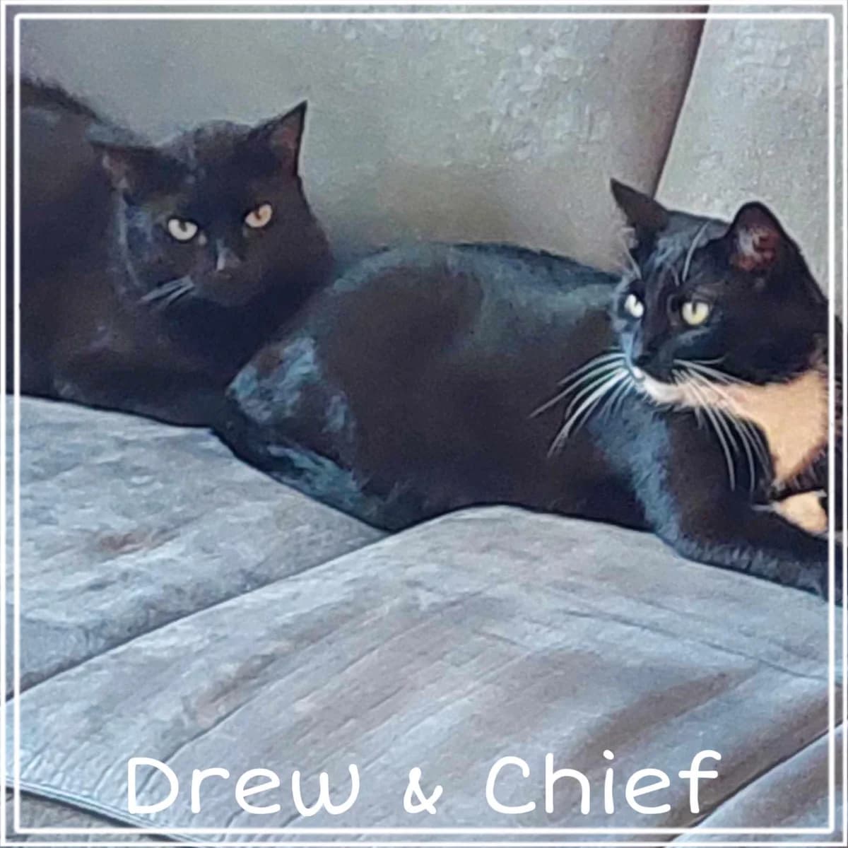 Drew Chief, male Mixed Breed for adoption at Stichting Blitz Kattenopvang