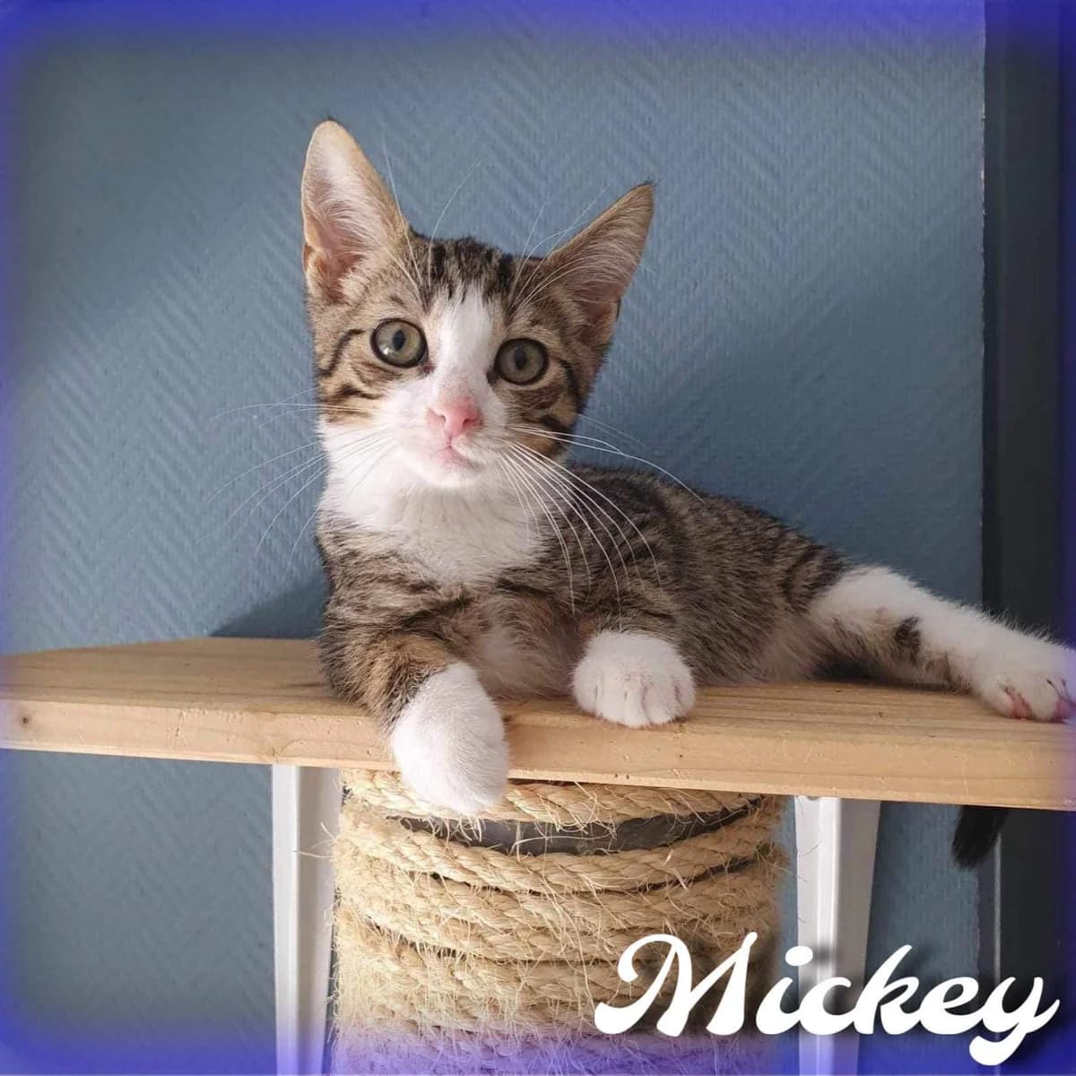 Mickey,Stanley en Teuntje, female 3yo Mixed Breed for adoption at Stichting Blitz Kattenopvang
