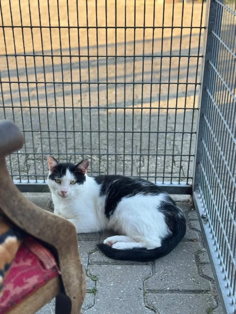 Beckham, male 4yo mixed breed for adoption at Dierenasiel Brammelo