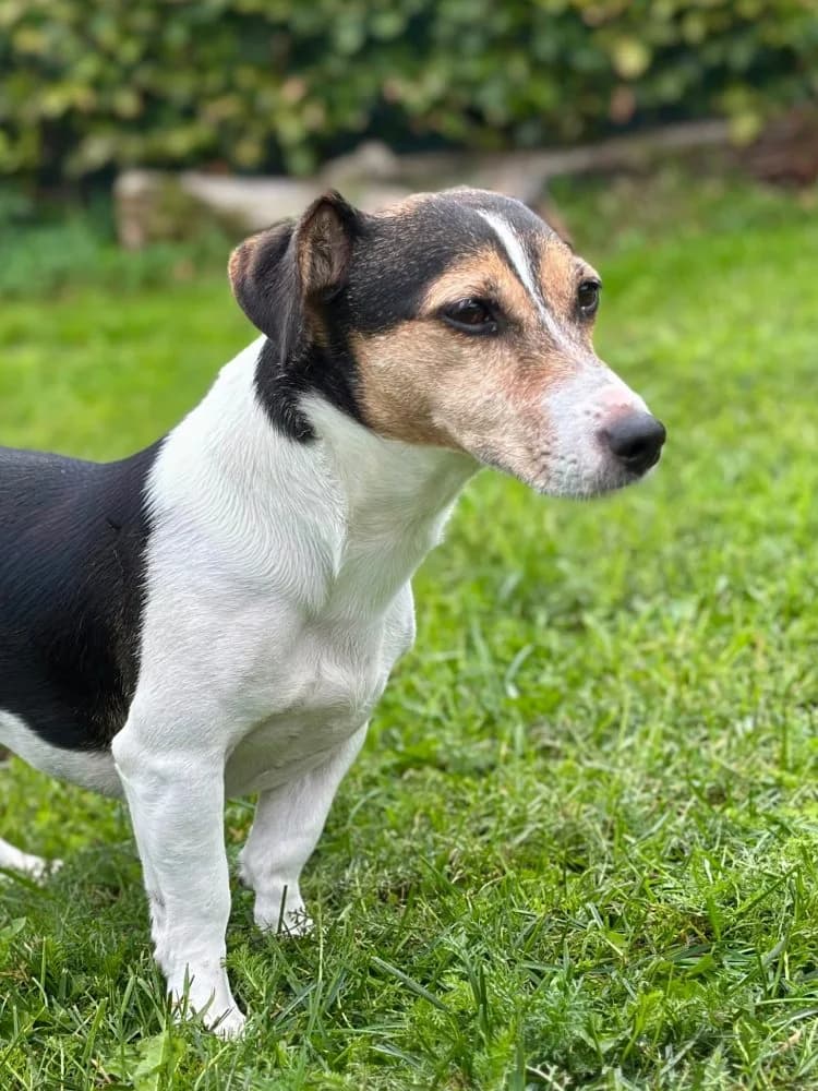Jacky, female senior Jack Russell Terrier for adoption at Dierenasiel Brammelo