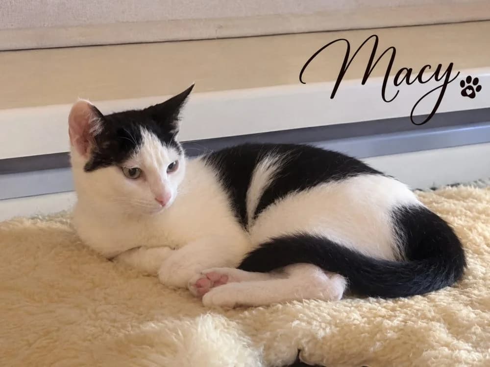 Macy, female puppy mixed breed for adoption at Dierenasiel Brammelo