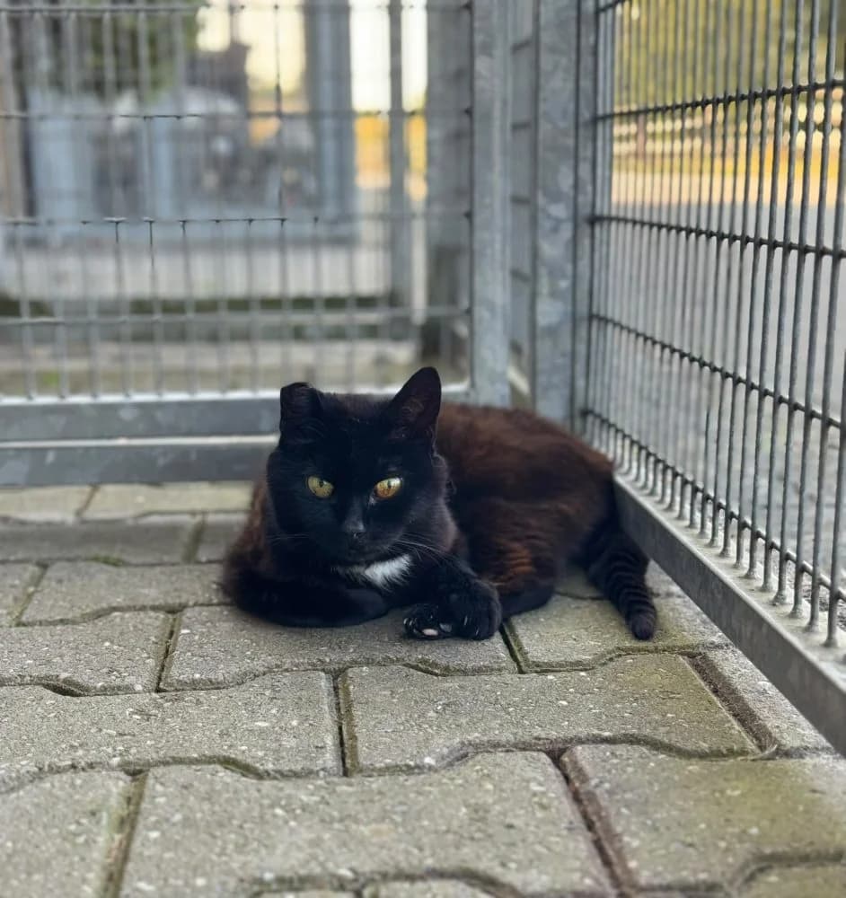Melissa, female senior mixed breed for adoption at Dierenasiel Brammelo