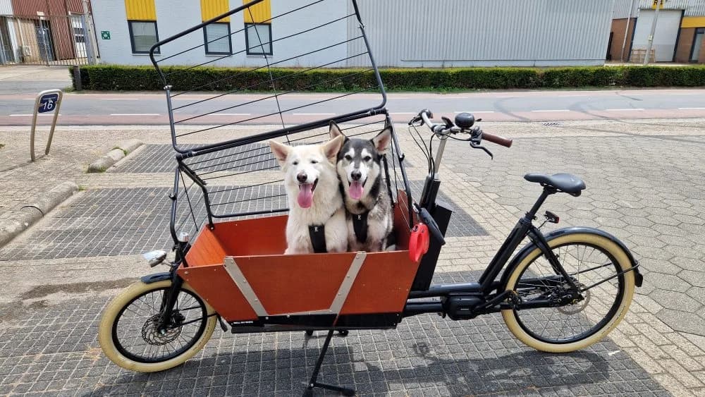 Mila en Dex, female 4yo Husky for adoption at Dierenasiel Brammelo
