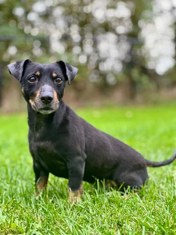Sjaak, male 7yo Jack Russell Terrier for adoption at Dierenasiel Brammelo