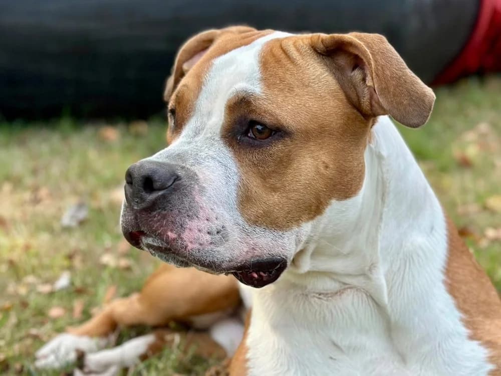 Titan, male young Staffordshire Bull Terrier for adoption at Dierenasiel Brammelo