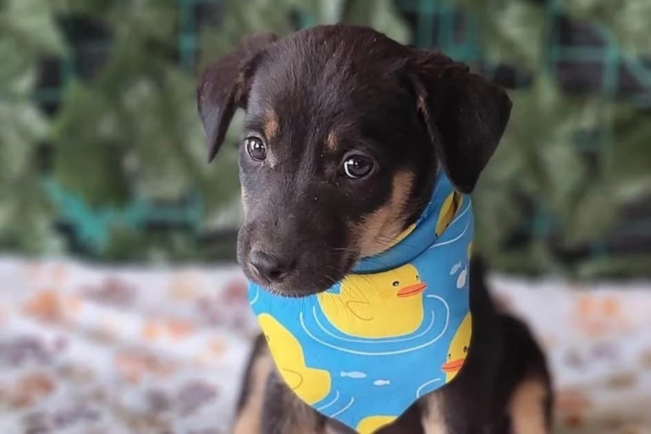 Bobby, male puppy Mixed Breed for adoption at Stichting Câine Rescue, Roemenië (NL-wide)