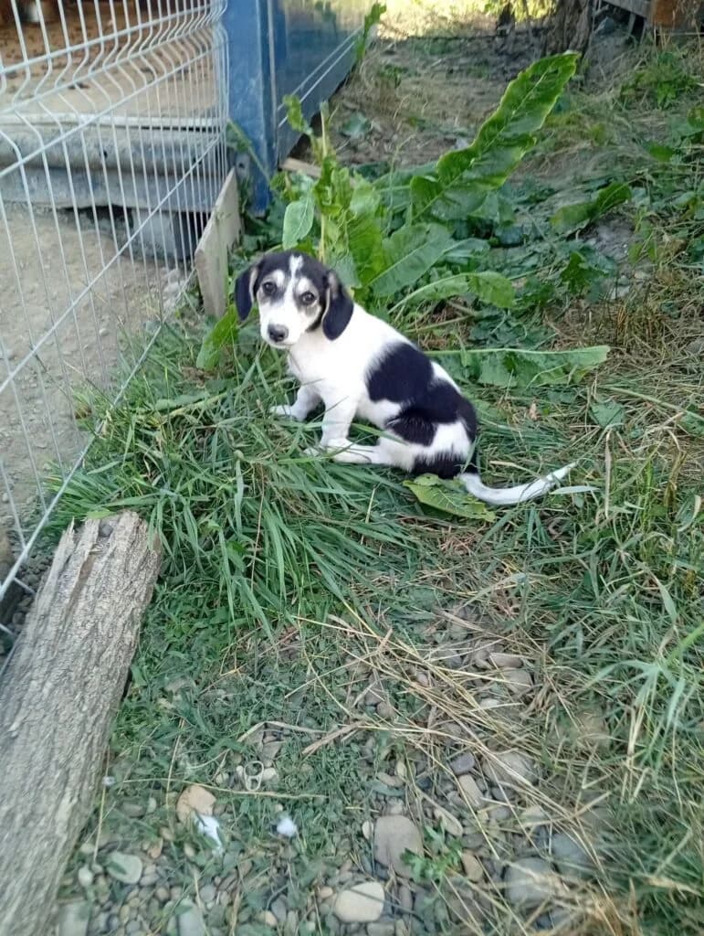 Chloë, female puppy Mixed Breed for adoption at Stichting Câine Rescue, Roemenië (NL-wide)