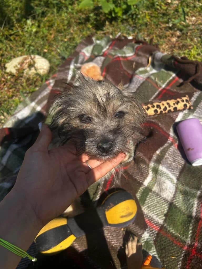 Flora, female Mixed Breed for adoption at Stichting Câine Rescue, Roemenië (NL-wide)