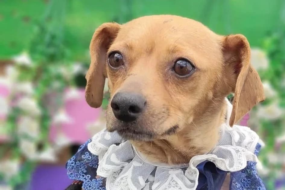 Lara, female young Mixed Breed for adoption at Stichting Câine Rescue, Roemenië (NL-wide)