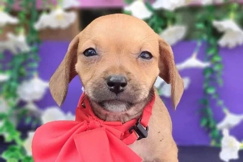 Lilo, male puppy Mixed Breed for adoption at Stichting Câine Rescue, Roemenië (NL-wide)