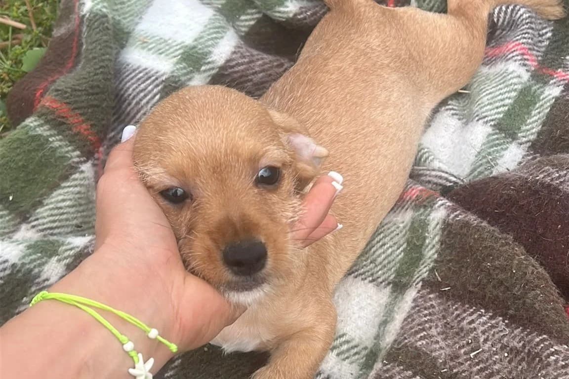 Lizzy, female Mixed Breed for adoption at Stichting Câine Rescue, Roemenië (NL-wide)