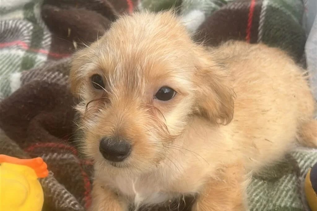 Lucky, male puppy Mixed Breed for adoption at Stichting Câine Rescue, Roemenië (NL-wide)