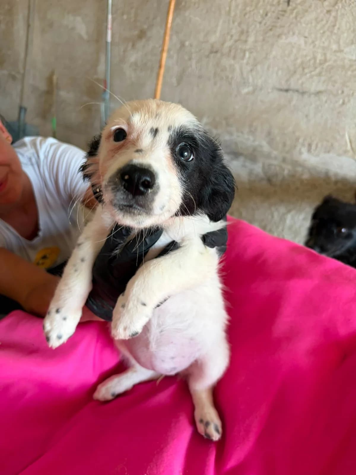 Mia, female Mixed Breed for adoption at Stichting Câine Rescue, Roemenië (NL-wide)