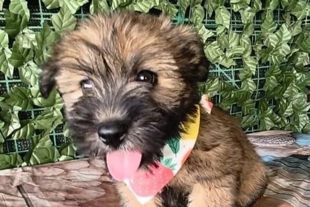 Paige, female puppy Mixed Breed for adoption at Stichting Câine Rescue, Roemenië (NL-wide)