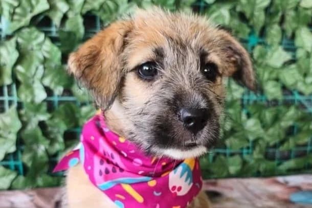Penny, female puppy Mixed Breed for adoption at Stichting Câine Rescue, Roemenië (NL-wide)