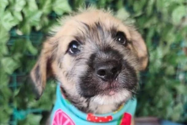 Pipo, male puppy Mixed Breed for adoption at Stichting Câine Rescue, Roemenië (NL-wide)
