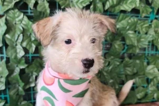 Puck, female puppy Mixed Breed for adoption at Stichting Câine Rescue, Roemenië (NL-wide)