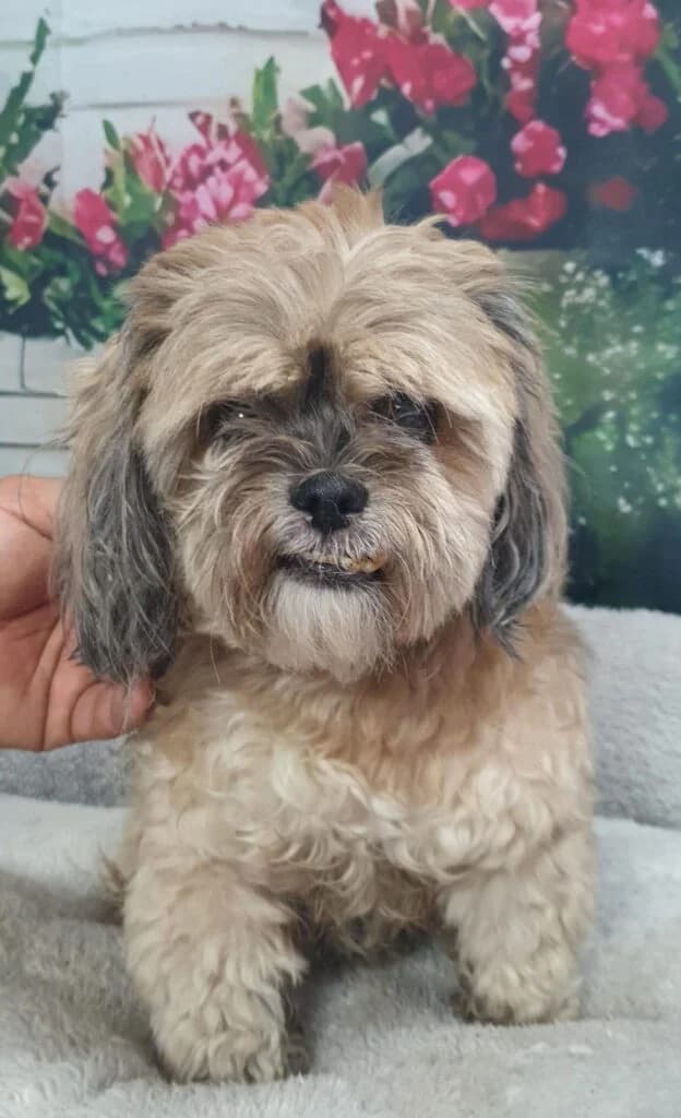 Sophie – URGENT, female senior Mixed Breed for adoption at Stichting Câine Rescue, Roemenië (NL-wide)