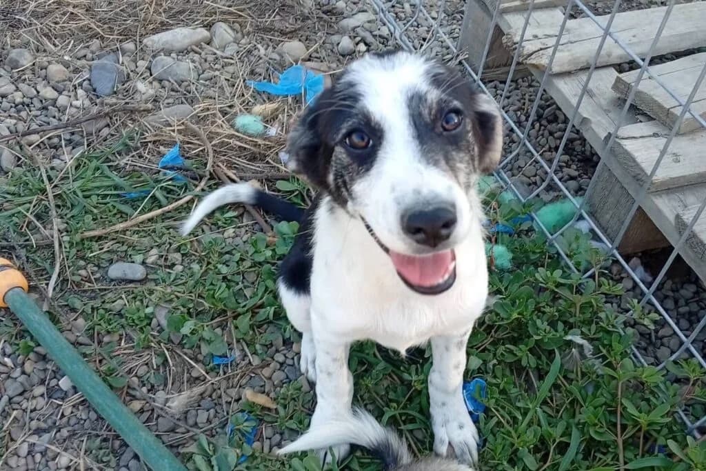 Sunny, female puppy Mixed Breed for adoption at Stichting Câine Rescue, Roemenië (NL-wide)