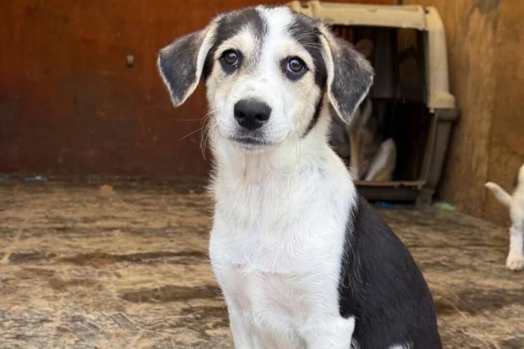 Suus, female puppy Mixed Breed for adoption at Stichting Câine Rescue, Roemenië (NL-wide)