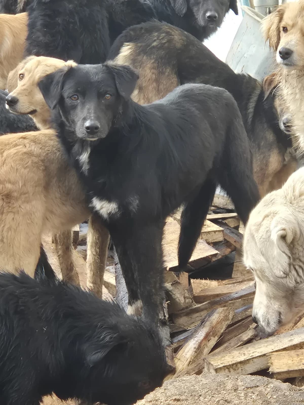 Fulga, female young Mixed Breed for adoption at Stichting Care 4 Shelter Dogs, NL-wide