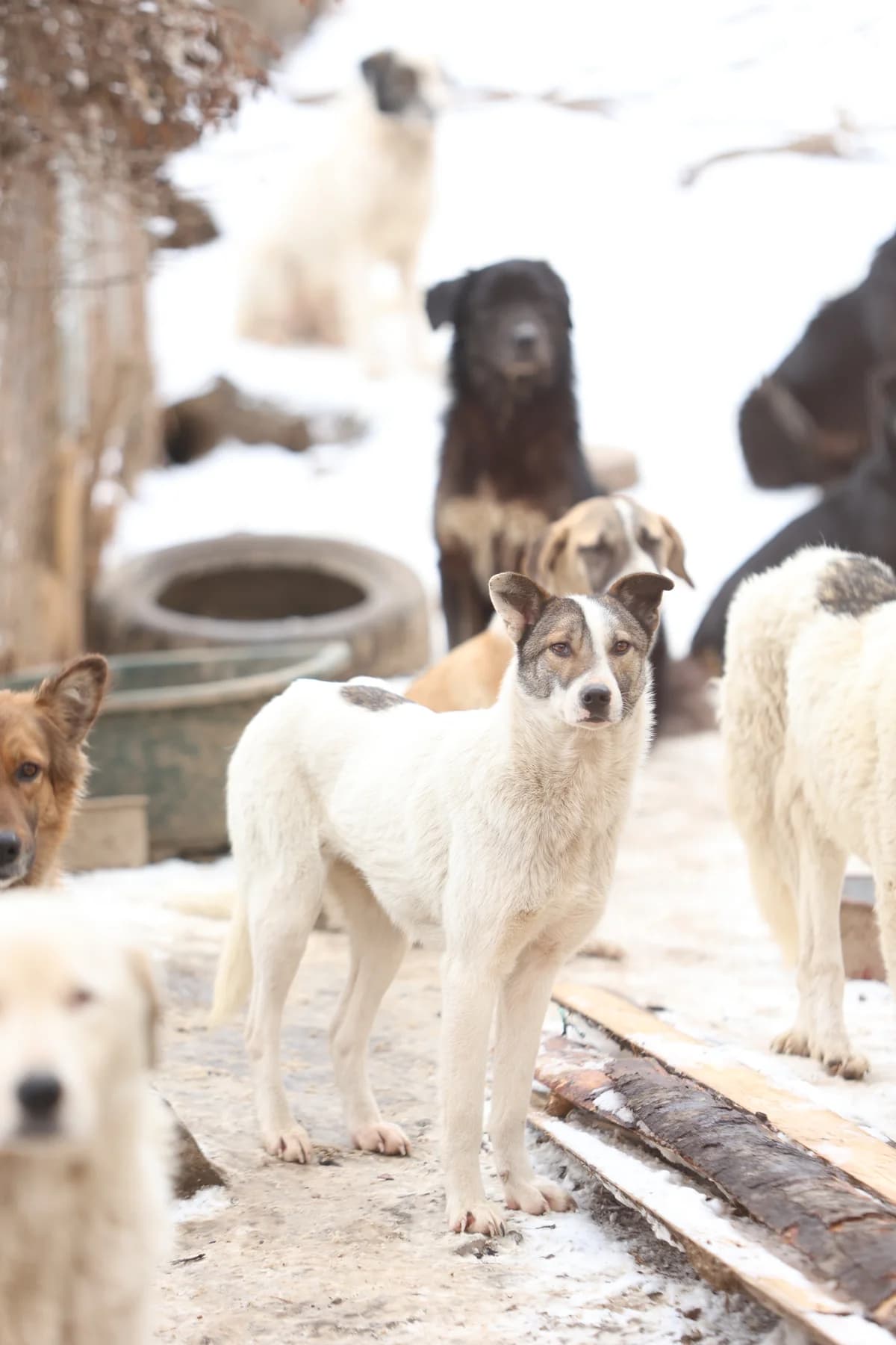 Indy, female young Mixed Breed for adoption at Stichting Care 4 Shelter Dogs, NL-wide